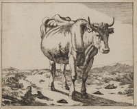 TvB G 0483
<br/>
Staande koe van de voorzijde gezien
<br/>
<em>Bije, Marcus de (1639-ca. 1690)</em>